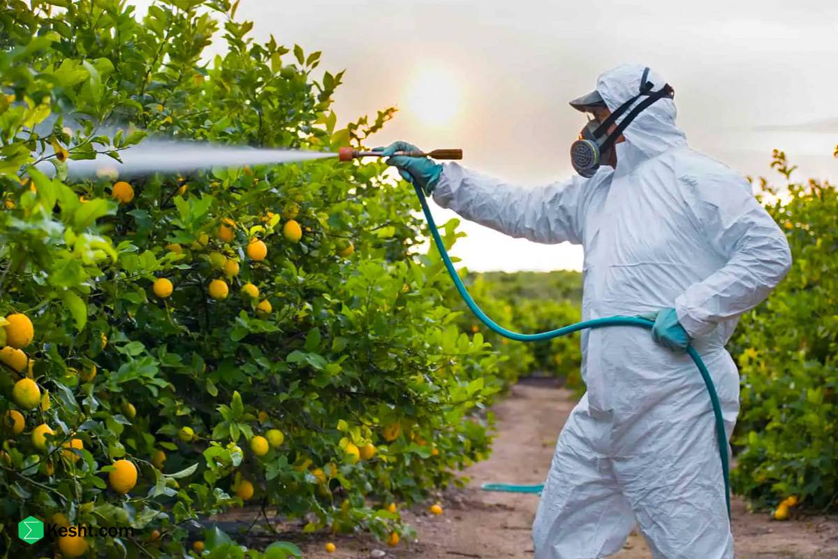 سمپاشی درخت پرتقال سمپاشی درخت پرتقال