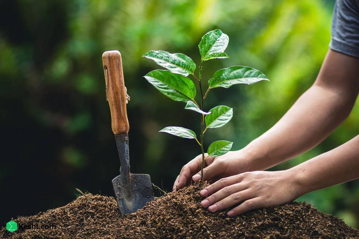 کاشت درخت پرتقال کاشت درخت پرتقال